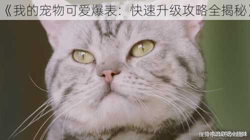 《我的宠物可爱爆表:快速升级攻略全揭秘》