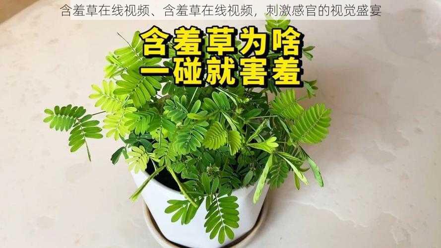 含羞草在线视频、含羞草在线视频,刺激感官的视觉盛宴
